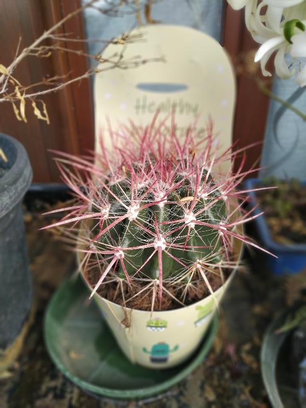 Ferocactus pilosus.jpg